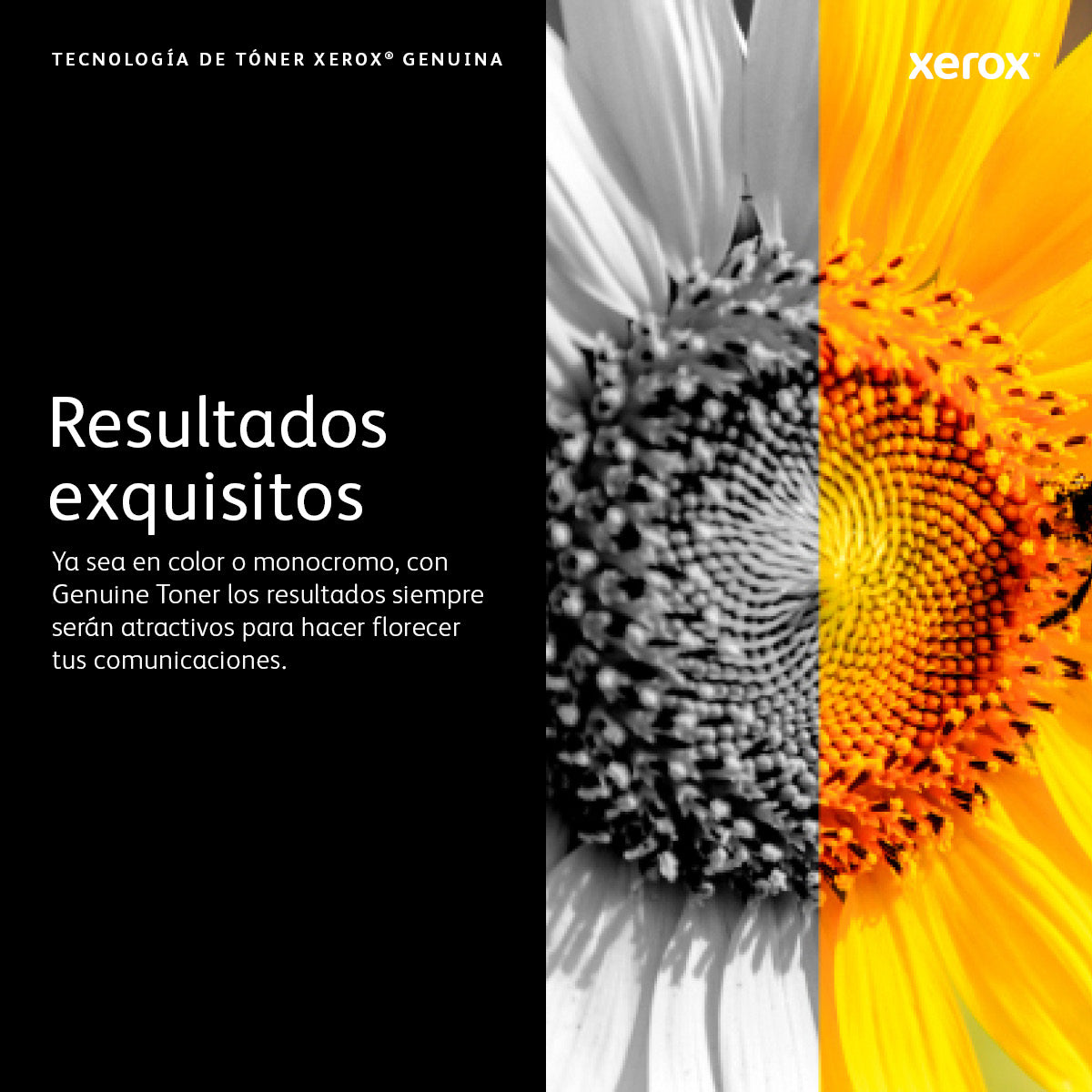 Toner Xerox versalink c400 - c405 gran capacidad magenta