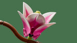 Lego botanicals ramas de magnolia