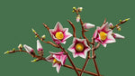 Lego botanicals ramas de magnolia